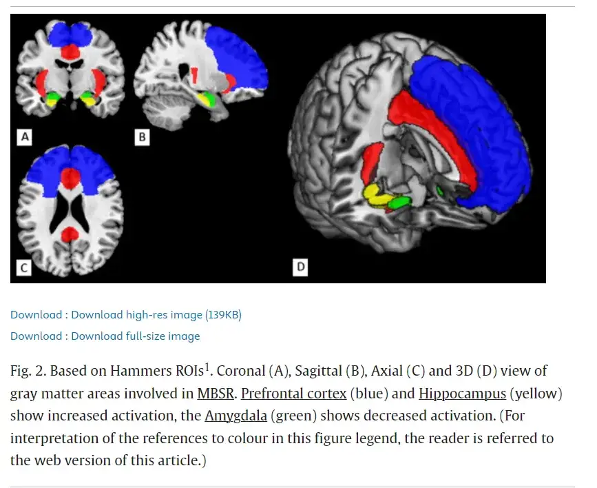 Medytacja a mózg: Jak trening uważności zmienia Twój umysł