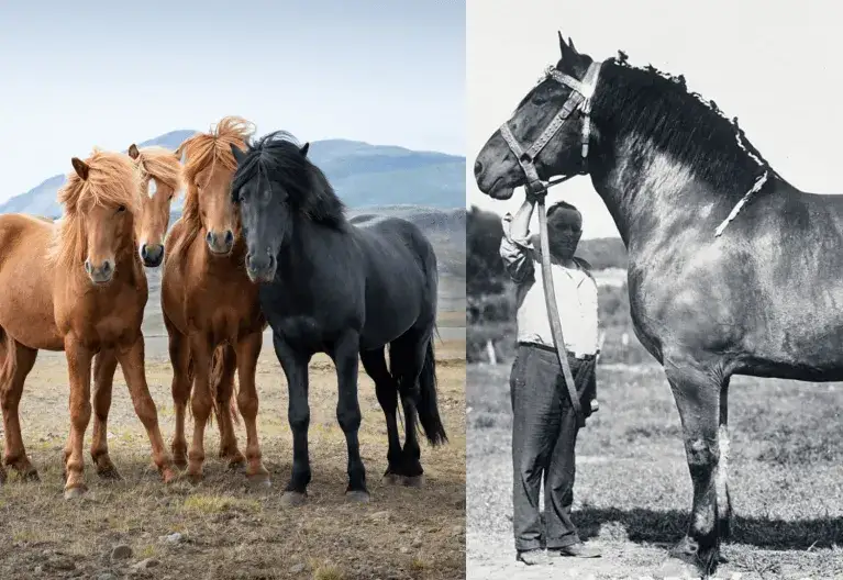 Jak wygląda koń? Odkryj fascynujące cechy i różnorodność ras koni