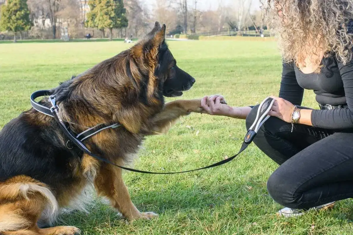 Owczarek niemiecki w szelkach dla psa z niedowładem kończyn tylnych podaje łapę opiekunce w parku.