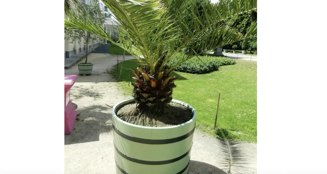 Piękna aranżacja ogrodu z wykorzystaniem dużych donic - inspiracje i porady