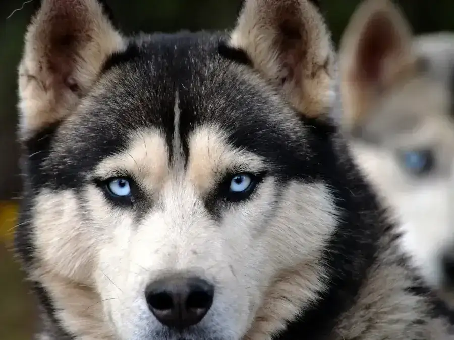 Ile kosztuje husky z rodowodem? Sprawdź, co wpływa na cenę