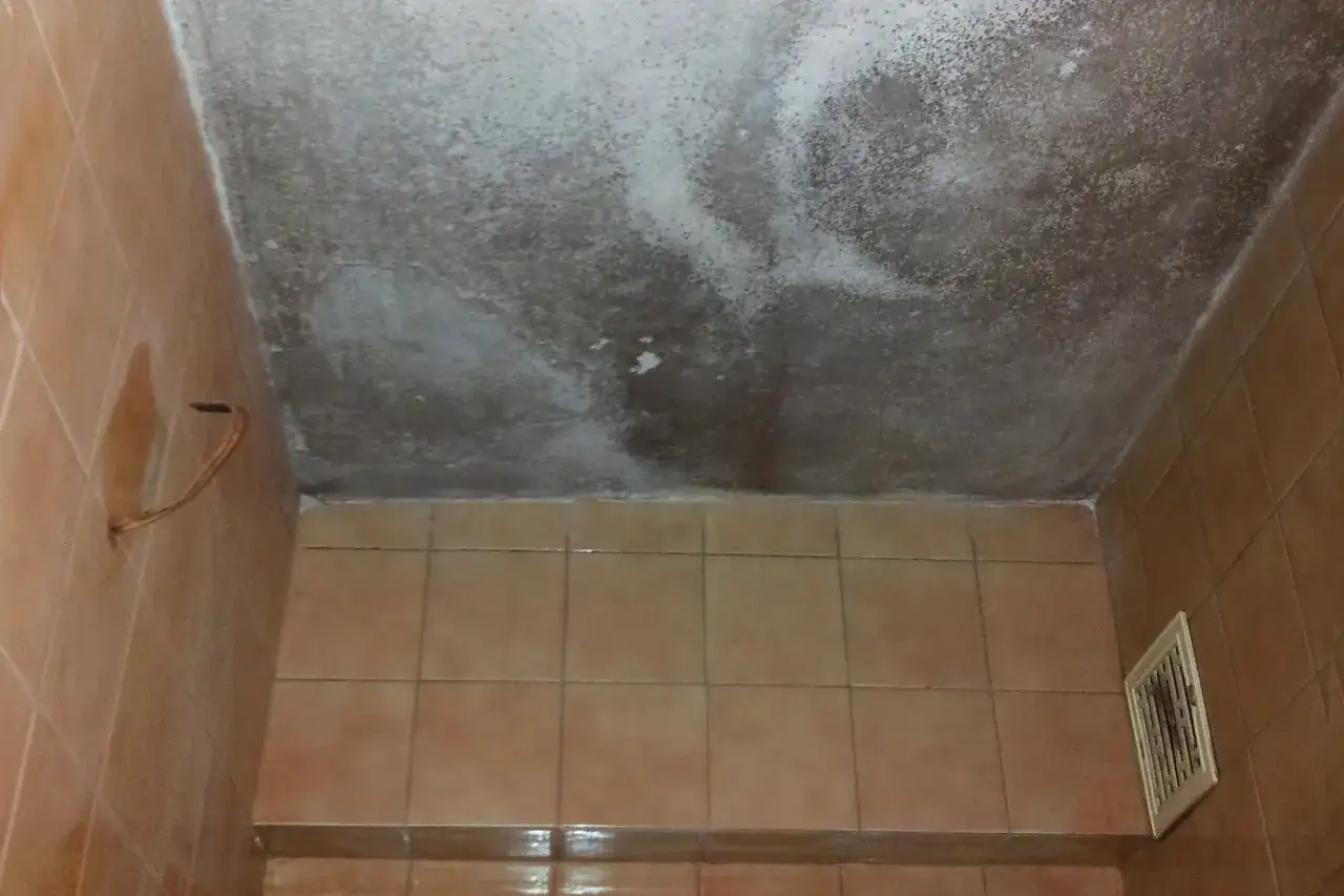 Skuteczna farba na pleśń: jak wybrać najlepszą do łazienki i kuchni