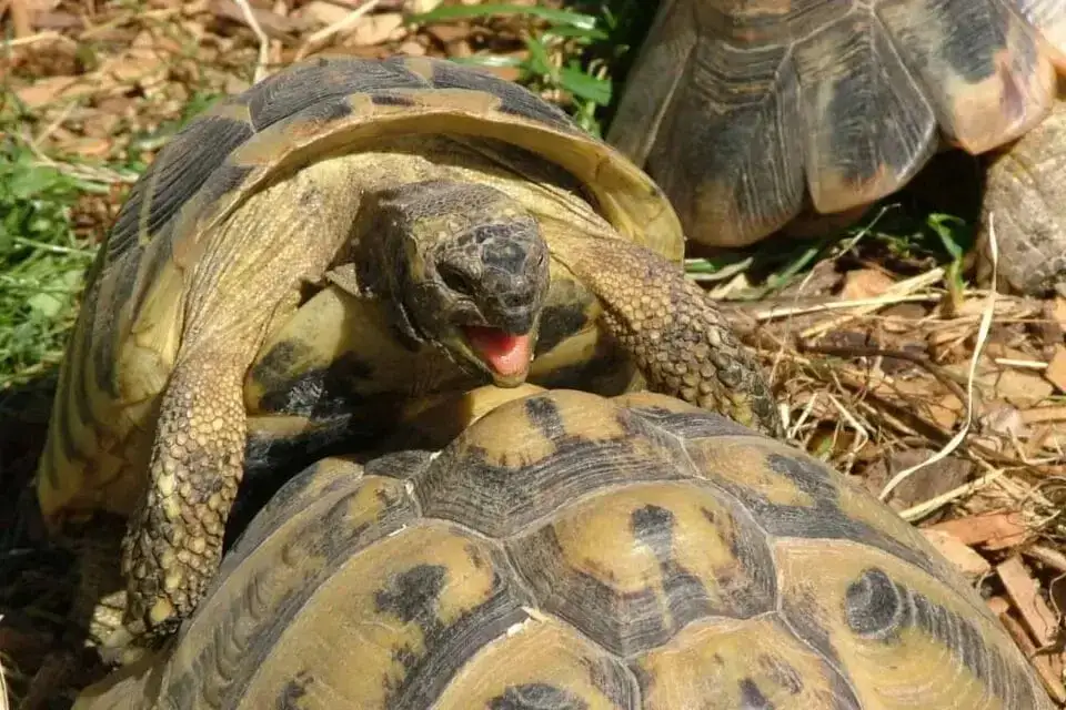 Jak rozmnażają się żółwie? Odkryj fascynujący proces ich życia
