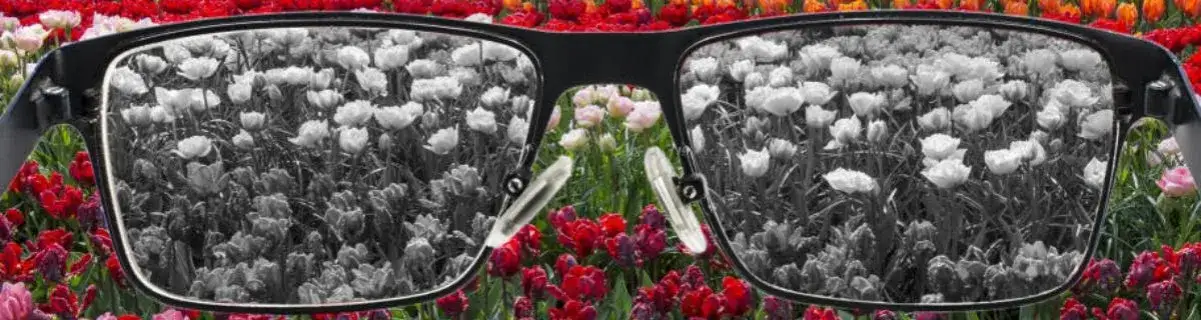 Daltonizm: Kto choruje najczęściej? Przyczyny i dziedziczenie