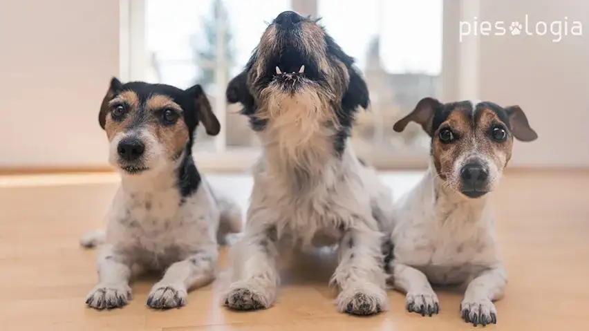 Kiedy szczeniak szczeka? Rozszyfruj psie "hau" i reaguj mądrze