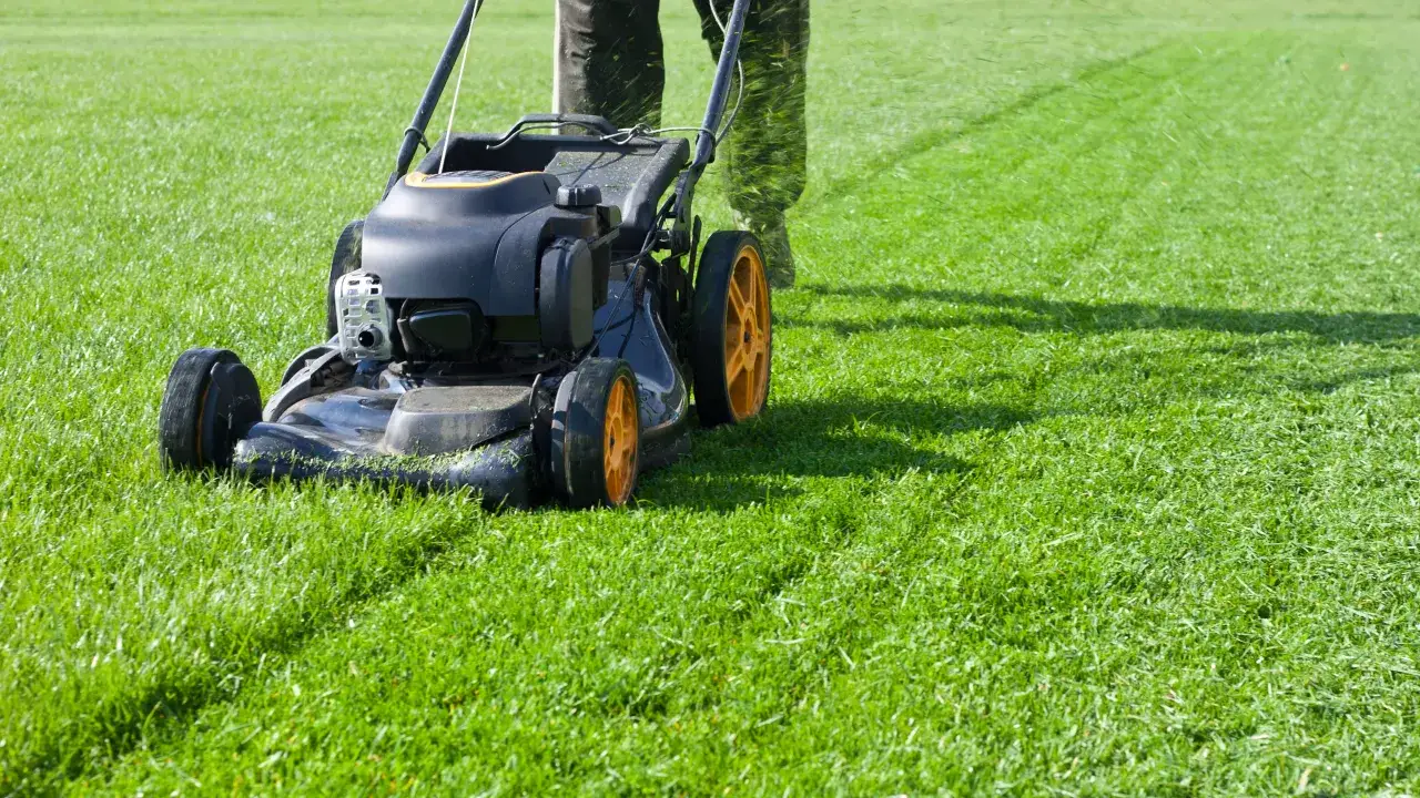 Jaka kosiarka do wysokiej trawy? Ekspert radzi: Wybierz i skosz!