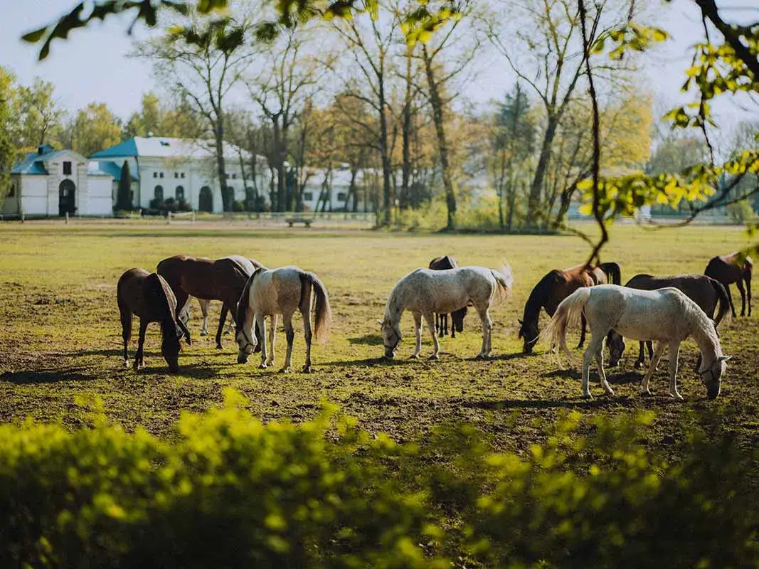 Stadnina Koni Janów Podlaski: Legenda, Pride of Poland i zwiedzanie