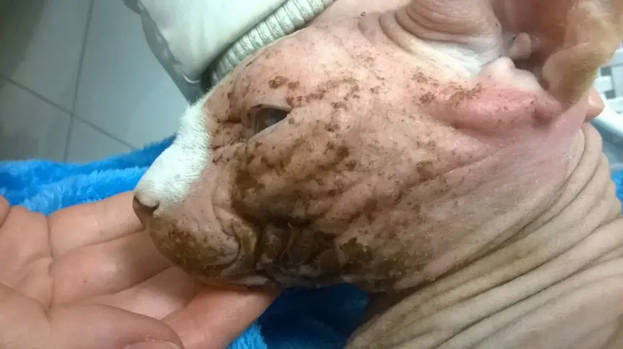 Głowa kota rasy Devon Rex z widocznymi zmianami skórnymi i brązowymi nalotami.