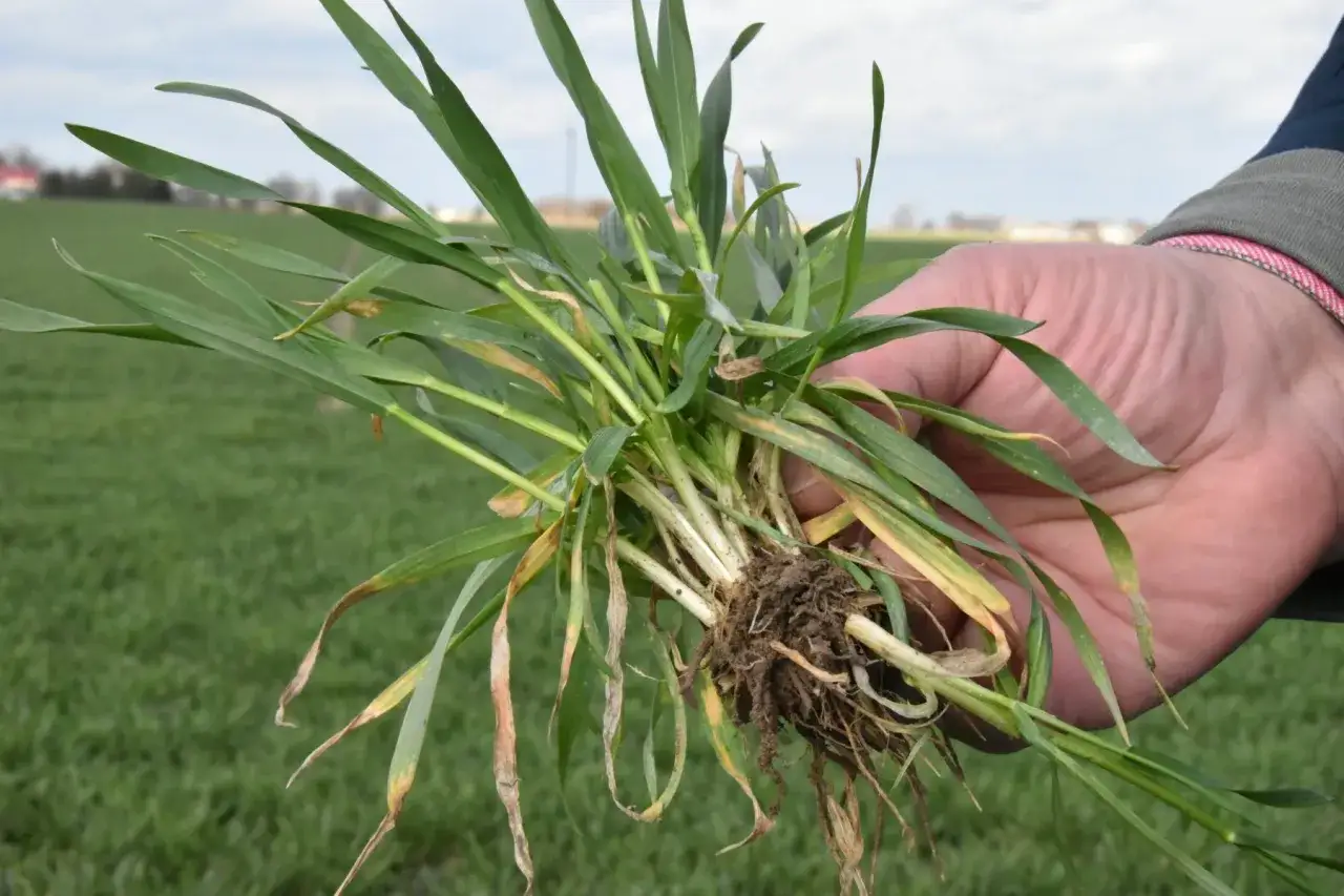 Twój ogród żółknie? Magnez na ratunek! Jak uzupełnić w glebie?