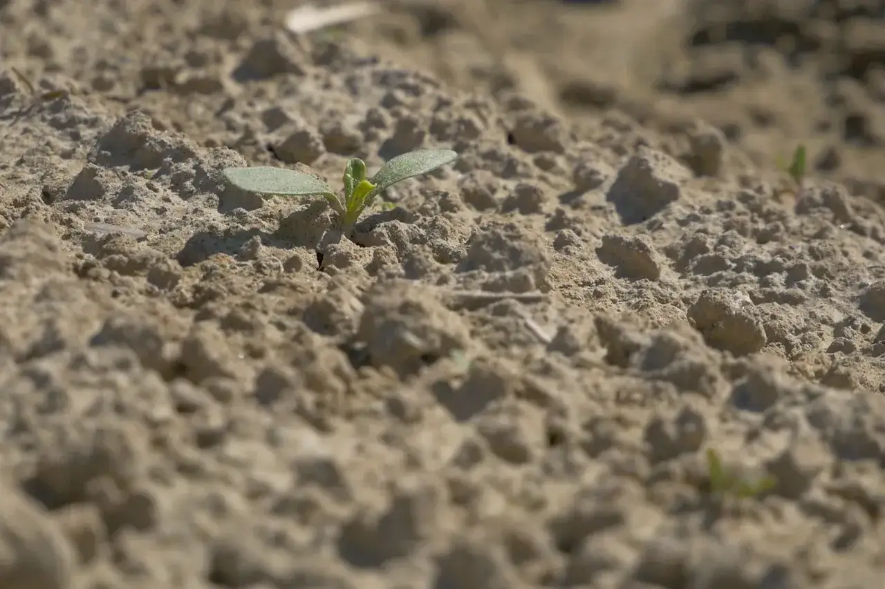 Sezon na buraki kiedy - poznaj najlepszy czas na siew i zbiory