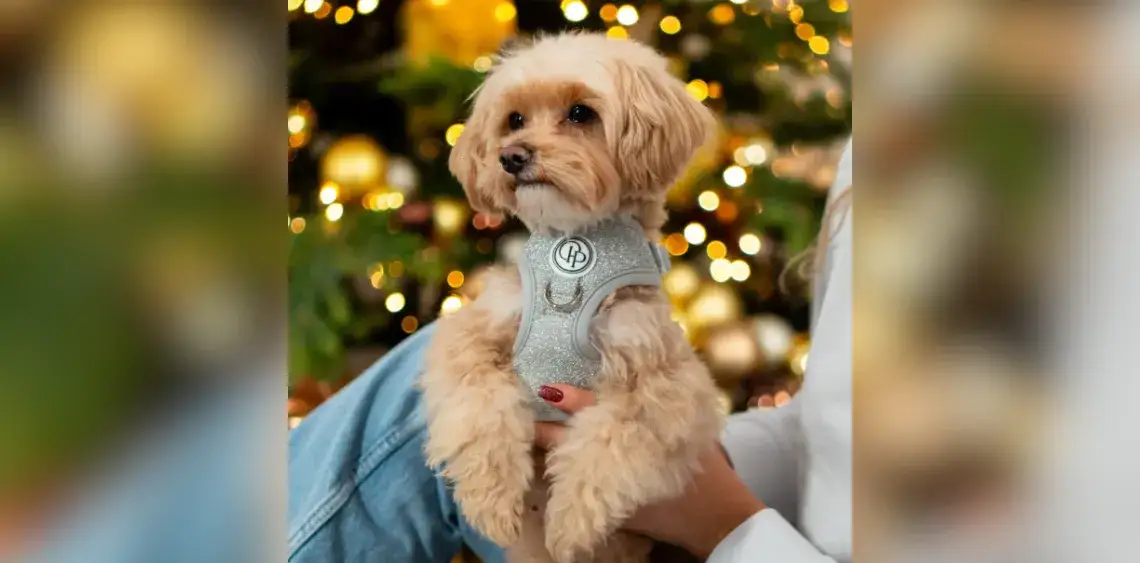 Obroża czy szelki dla psa – co wybrać dla bezpieczeństwa i komfortu?