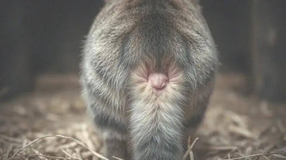 Dlaczego kotka plami krwią? Poznaj powody i objawy krwiomoczu