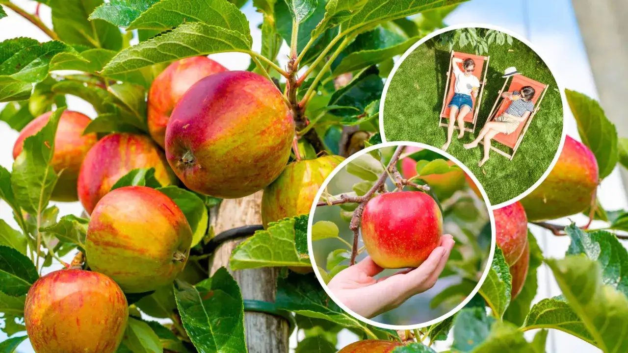 Wczesne odmiany jabłoni obfitują w soczyste owoce. Dwie kobiety relaksują się na leżakach w ogrodzie, ciesząc się słońcem.