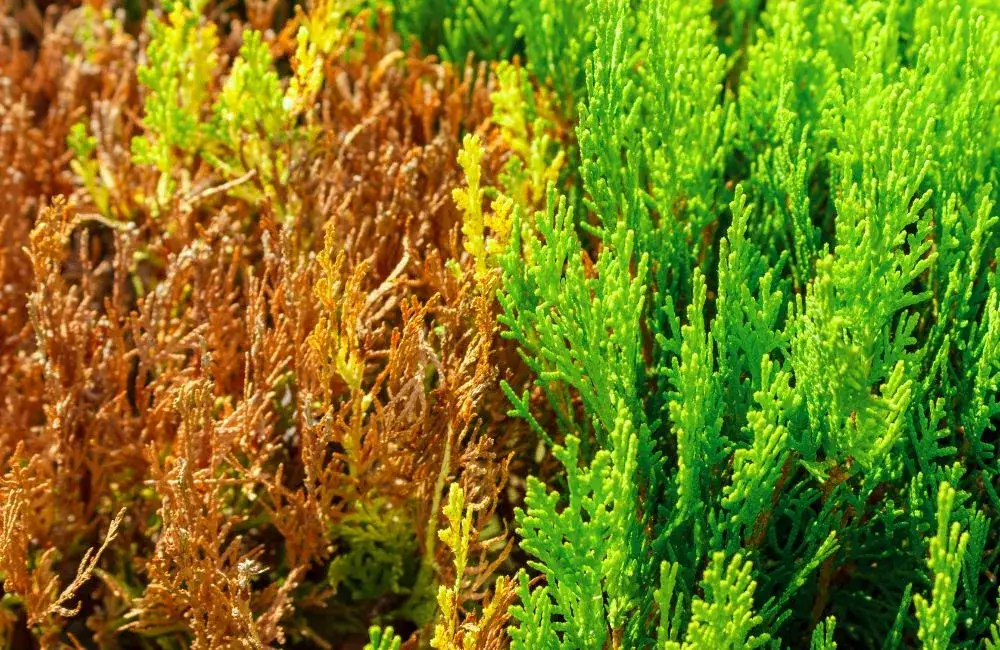 Jak uratować przesuszone tuje i przywrócić im zdrowie