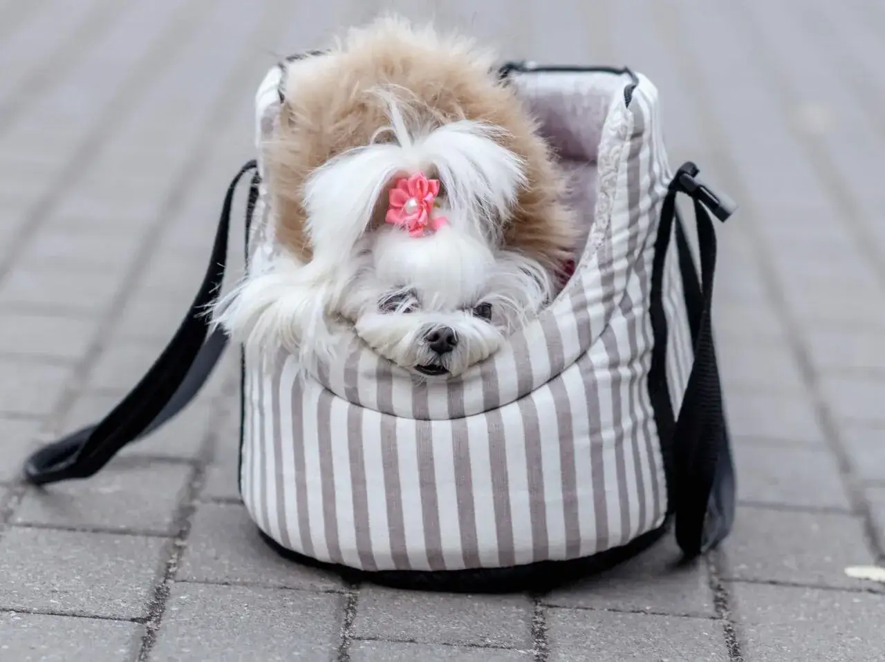 Najlepsze torby transporter dla yorka – komfort i bezpieczeństwo w podróży