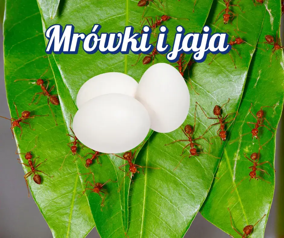 Jak mrówki się rozmnażają - sekrety ich niezwykłych strategii rozmnażania