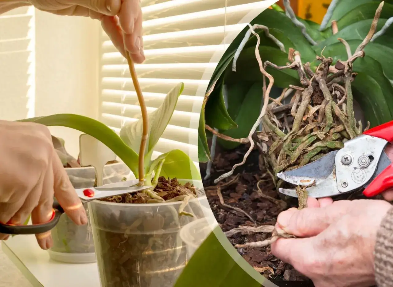 Przycinanie korzeni storczyka: Sekrety zdrowia i bujnego kwitnienia