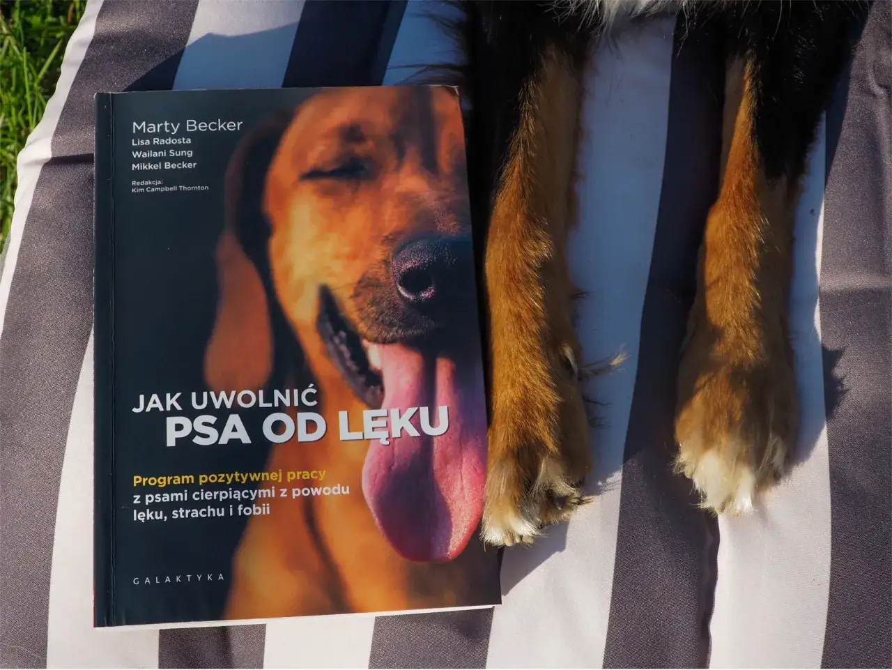 Librela dla psa: Czy to terapia na całe życie? Sprawdź!