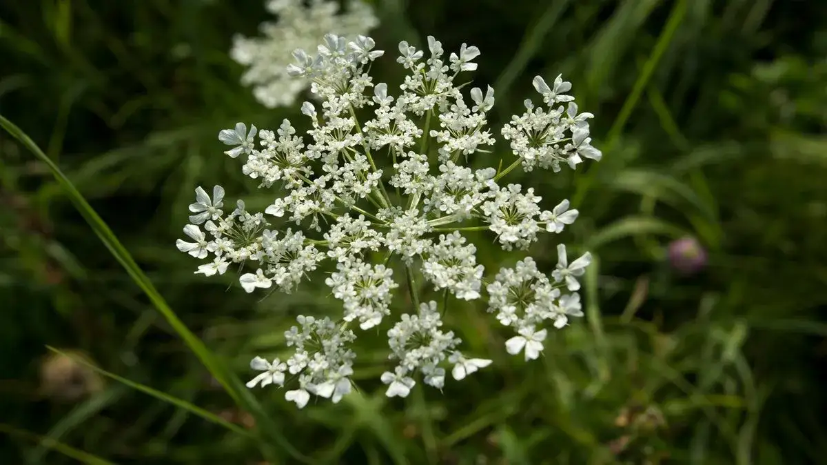 Jak kwitnie pietruszka? Odkryj sekrety jej kwitnienia i pielęgnacji
