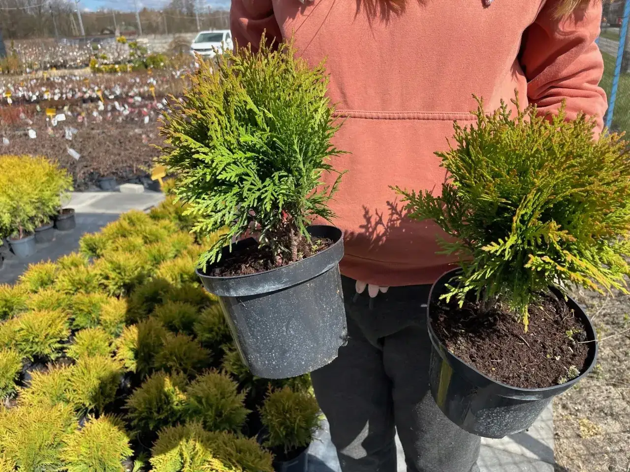 Tuja Danica: Co ile sadzić dla idealnych kul i szpaleru?