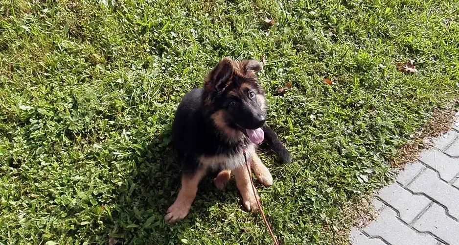 Ile waży szczeniak owczarka niemieckiego? Sprawdź, czy rośnie prawidłowo