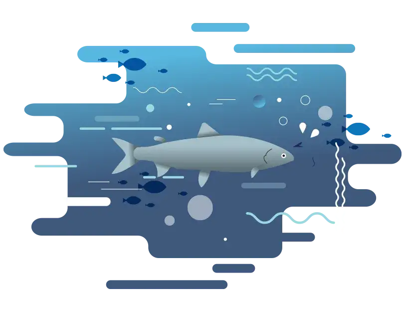 Jakie ryby łowi się w Bałtyku? Odkryj najlepsze gatunki do połowu