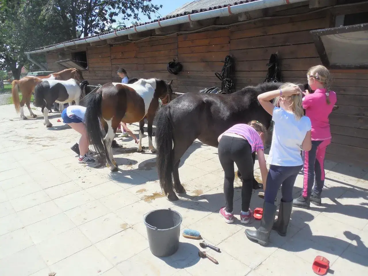 Stadniny Lublin - najlepsze miejsca na naukę jazdy konnej i pensjonat dla koni