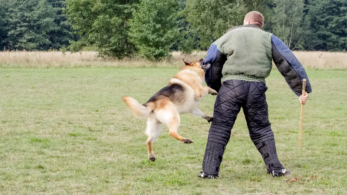Jak bronić się przed psem? Skuteczne techniki i co robić po ataku