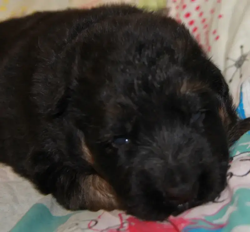 Jak wyglądają szczeniaki owczarka niemieckiego? Cechy i urok młodych psów