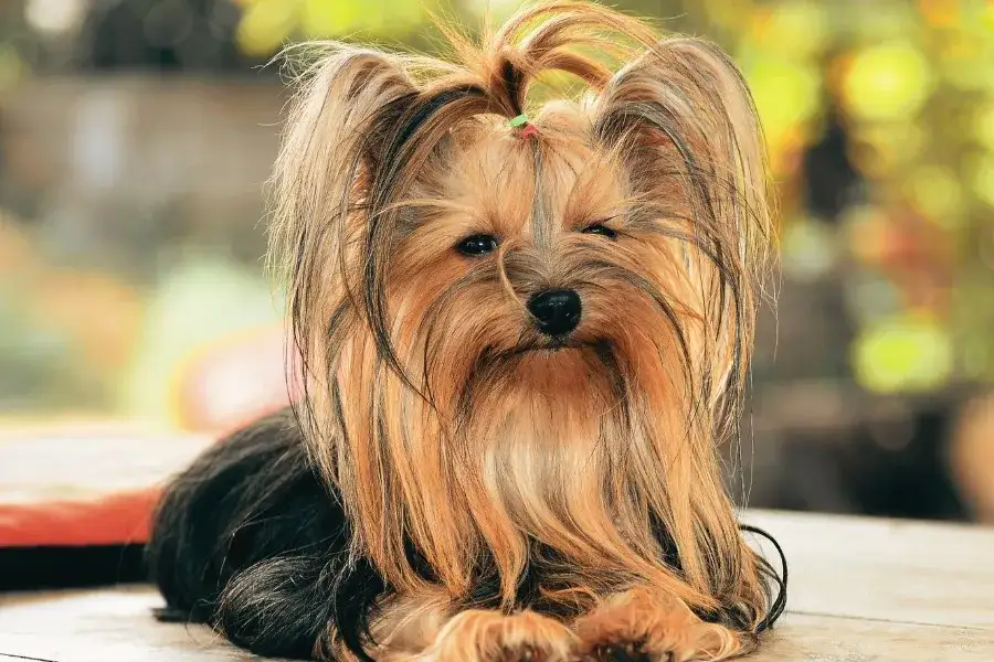 Czy york ma sierść? Odkryj prawdę o włosach Yorkshire Terriera