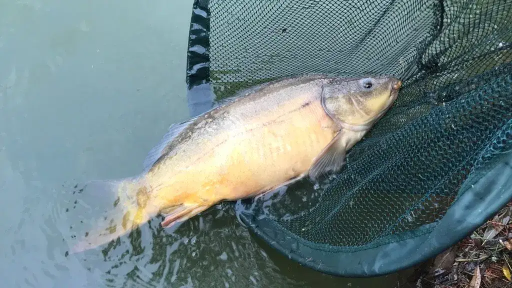 Najlepsza zanęta halibut: jak skutecznie łowić ryby karpiowate