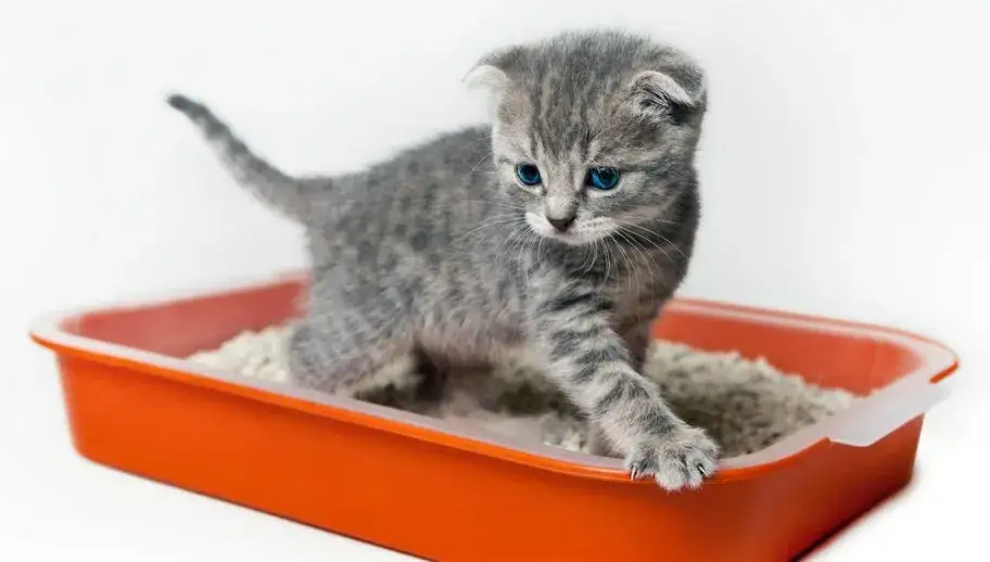 Najlepszy żwirek dla małego kotka – wybierz bezpieczny i komfortowy