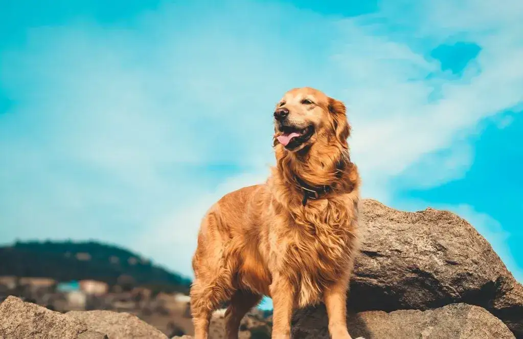 Czy golden retriever może mieszkać na dworze? Zrozum potrzeby psa