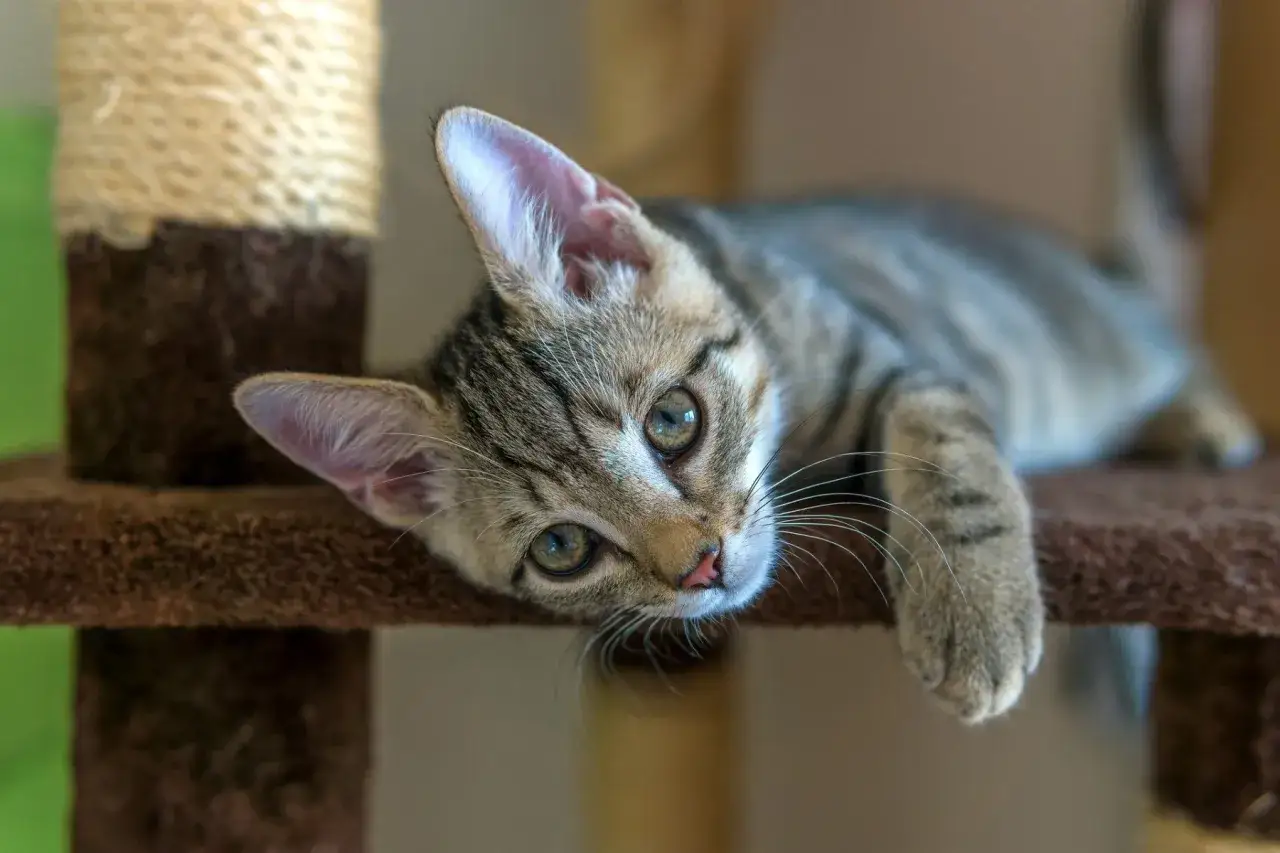 Jaka karma dla małego kotka zapewni zdrowy rozwój i szczęście?