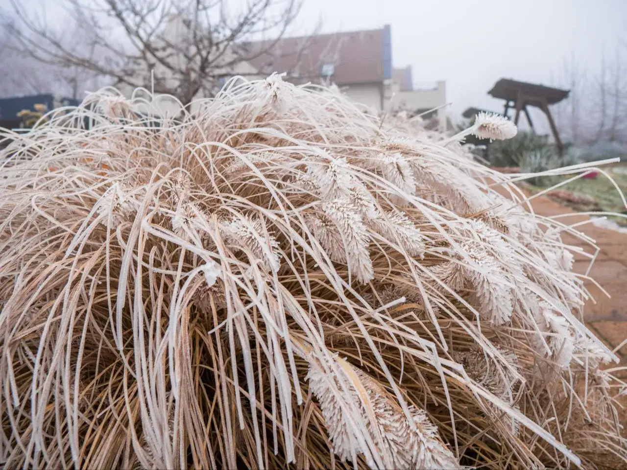 Kiedy przycinać trawy ozdobne? Optymalny termin i porady