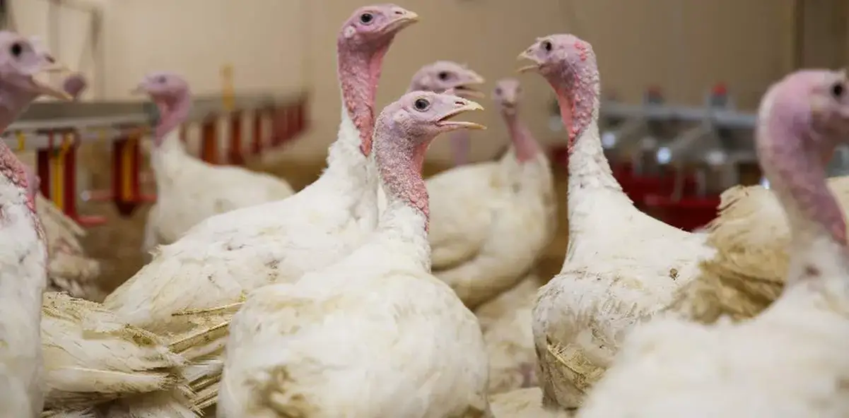 Który gatunek dominuje w hodowli drobiu w Polsce? Oto zaskakujące fakty