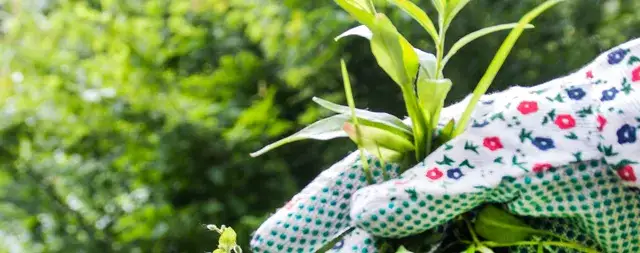 Kolczasty chwast: jak skutecznie go rozpoznać i zwalczać w ogrodzie