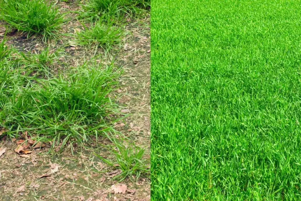 Jak założyć trawnik na starej trawie? Renowacja czy nowy siew?