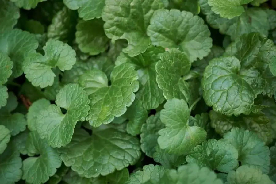 Kurdybanek chwast - jak go zwalczyć i wykorzystać w kuchni oraz medycynie