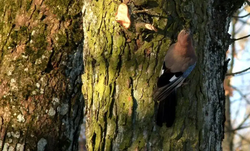 Wybiera się jak sójka za morze – co oznacza to przysłowie?