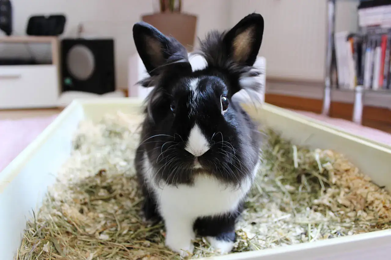 Czarno-biały królik siedzi w kuwecie z trocinami i siankiem.