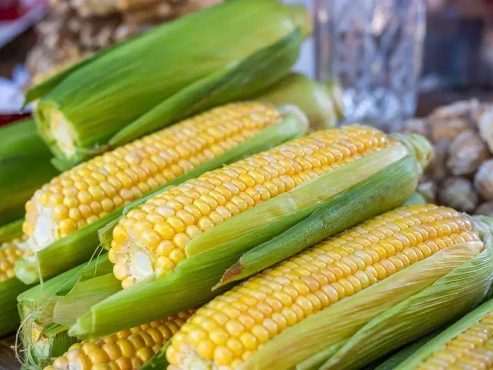 Kukurydza: Czy jest zdrowa? Właściwości, IG, dieta i mity