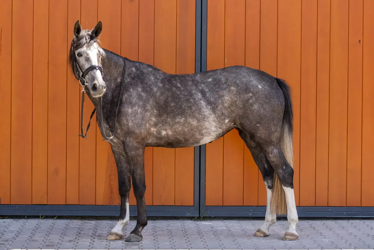 Najlepsze stadniny koni w Dolnym Śląsku - poznaj wyjątkowe oferty