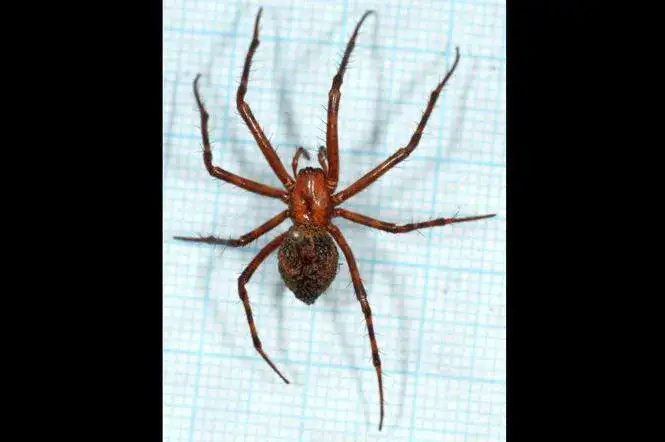 Najgroźniejszy pająk w Polsce – czy sieciarz jaskiniowy jest niebezpieczny?