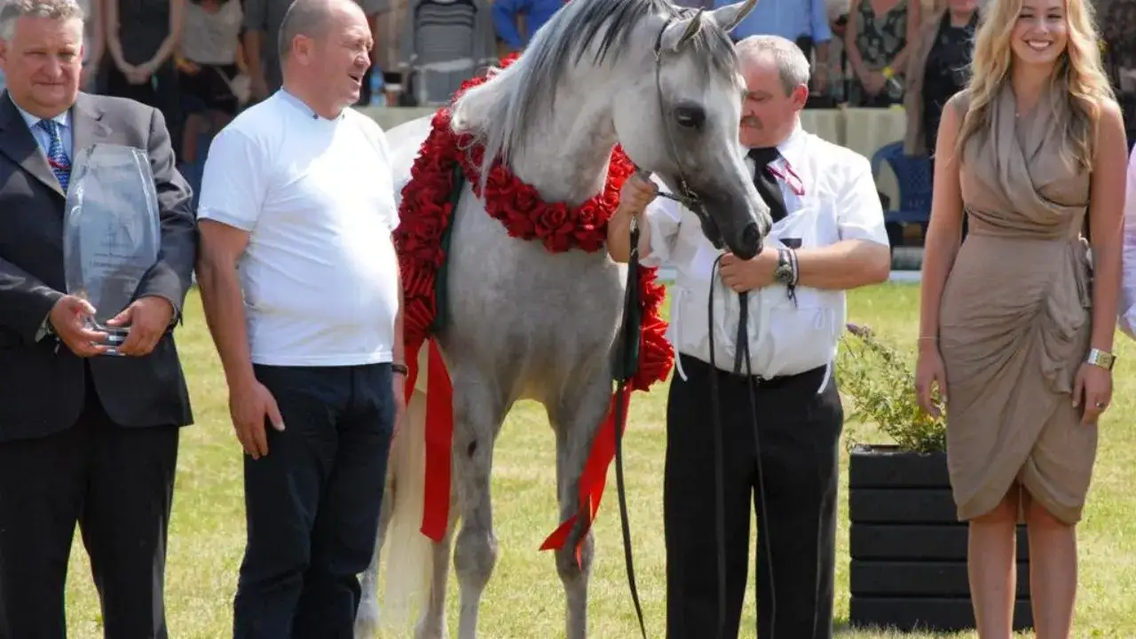 Czy hodowla koni jest opłacalna? Poznaj ryzyka i zyski tej branży