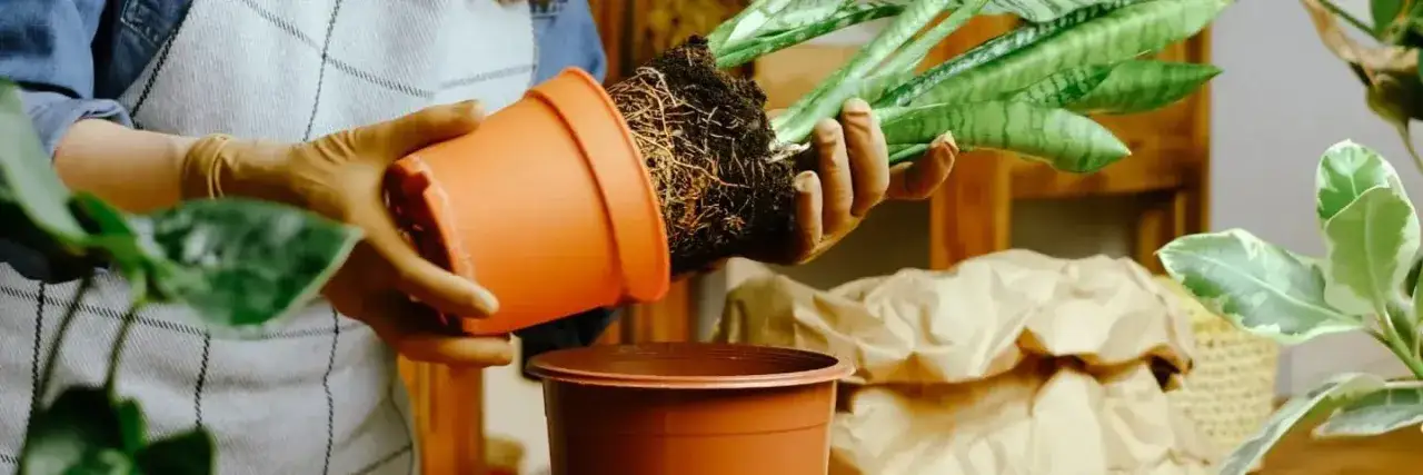 Jak sadzić kwiaty w doniczce bez dziur, aby uniknąć gnicia korzeni