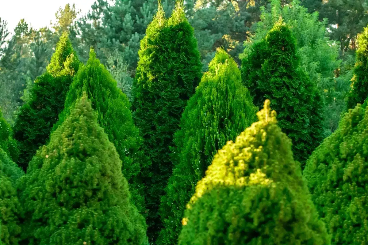 Siarczan magnezu na tuje: Kiedy stosować, by odzyskały zieleń?