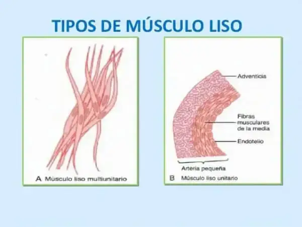 Músculo liso: el motor oculto de tu cuerpo. ¿Cómo funciona?