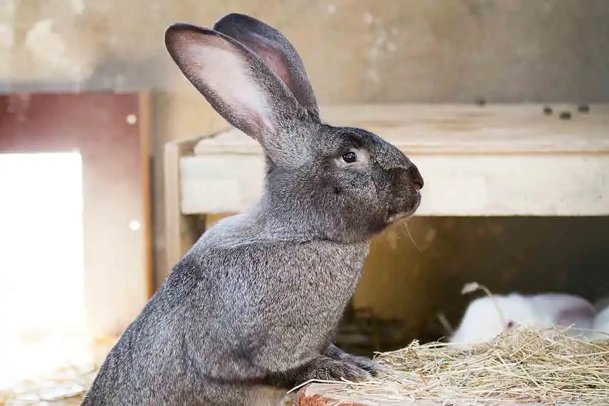 Szary królik w klatce, gotowy do uboju. Idealna waga dla królika do uboju to ok. 2-3 kg.