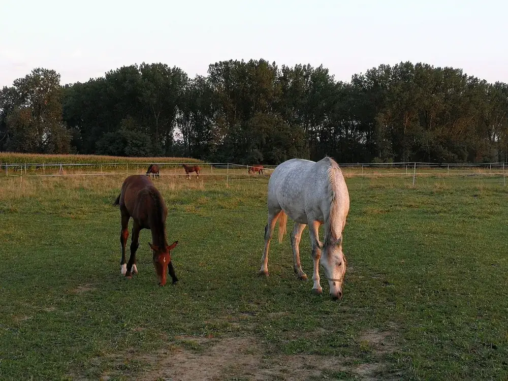 Najlepsze stadniny koni w Bochni - usługi, ceny i opinie użytkowników